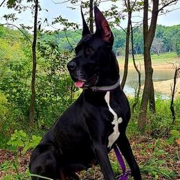 Freesis - Great Dane