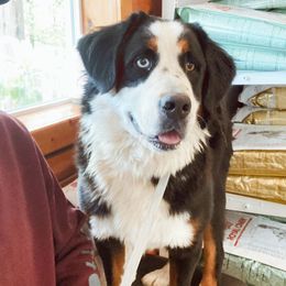 Bernedoodles and Bernese Mountain Dogs from Back Acre Bernese & Bernedoodles