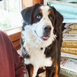 Bernedoodles and Bernese Mountain Dogs from Back Acre Bernese & Bernedoodles
