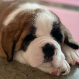 Pink Collar - Mahogany and white female Saint Bernard puppy in Double Springs, Alabama from St Bernard Kingdom, LLC