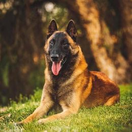 Belgian Malinois All Grown Up from Element Belgians