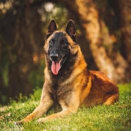 Belgian Malinois All Grown Up from Element Belgians