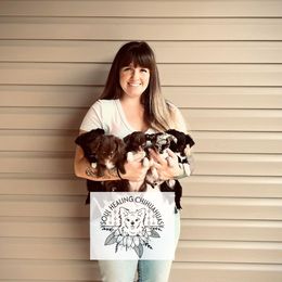 Chihuahua Puppies from Soul Healing Chihuahuas