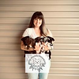 Chihuahua Puppies from Soul Healing Chihuahuas