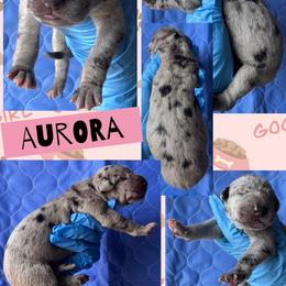 AURORA - Merle female Great Dane puppy in Wellsville, New York from Prophecy Danes