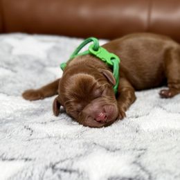 Punkin - Caramel red male Australian Labradoodle puppy in Calhoun, Louisiana from Arrowhead Australian Labradoodles