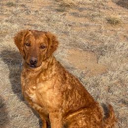 Sundance - Golden Retriever