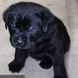 Ozzy - Black male Labrador Retriever puppy in Greenwich, Ohio from Pure Gem Kennel