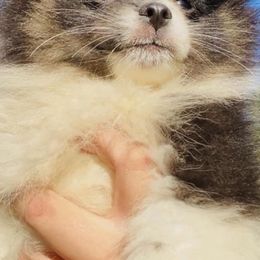 Pomeranians from Upstate Pomeranian