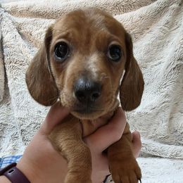Lj 2500 - Dapple male Dachshund puppy in Holly, Michigan from Mini Doxie Mischief Makers