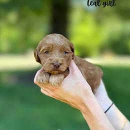 Teal girl - Red  female Goldendoodle puppy in Valdese, North Carolina from Doodling All Day Goldendoodles