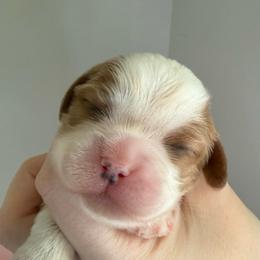 Girl 2 - Blenheim female Cavalier King Charles Spaniel puppy in Washington, North Carolina from Farmhouse Cavaliers NC