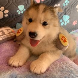 Siberian Husky Puppies from Canace Siberians