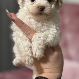 Cocoa - Parti male Poodle puppy in Fredericktown, Missouri from Doodle Pups Fur-Ever