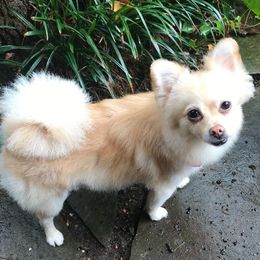 Sophie - Pomeranian