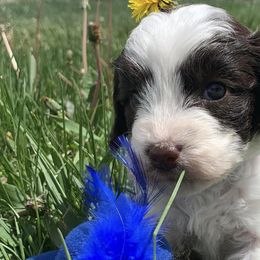 Springerdoodles from Windy Sage Kennel