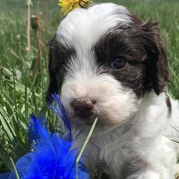 Springerdoodles from Windy Sage Kennel