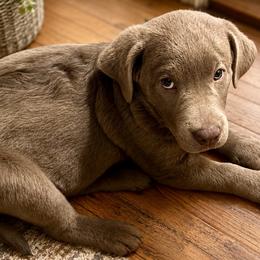Tide - Silver male Dilute Retriever puppy in Baldwin City, Kansas from Hedge Lane Labradors