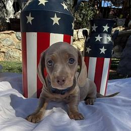 Puppy 1 - Fawn (isabella) and tan male Dachshund puppy in Riverside, California from Saddle Up Dachshunds