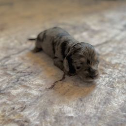 Kion - Dapple male Dachshund puppy in Atchison, Kansas from Birkin’ Paws