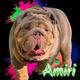 Amiri