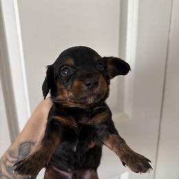 Bernie - Black and tan male Dachshund puppy in Conroe, Texas from R&M Dachshunds