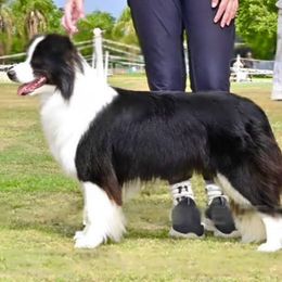 Matilda - Border Collie