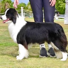 Matilda - Border Collie