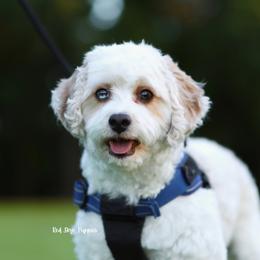 Harry - Blenheim male Cavapoo puppy in Republic, Missouri from Red Skye Puppies