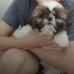 Miniature Schnauzer and Shih Tzu Puppies from Farmview Puppies