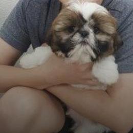 Miniature Schnauzer and Shih Tzu Puppies from Farmview Puppies
