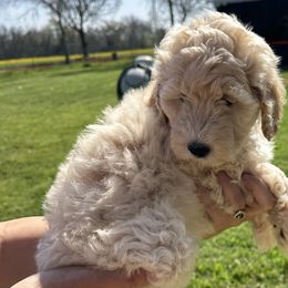Girl 2 - Fawn and white Sheepadoodle puppy in Franklin, Texas from Cross Doodles