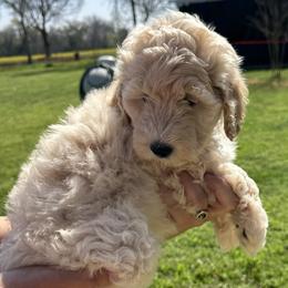 Girl 2 - Fawn and white Sheepadoodle puppy in Franklin, Texas from Cross Doodles