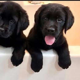 Labrador Retriever Puppies from Archer Lodge Labradors