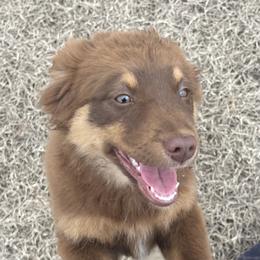 Aspen - Red Miniature Australian Shepherd puppy in Washington, Oklahoma from Okie Aussies