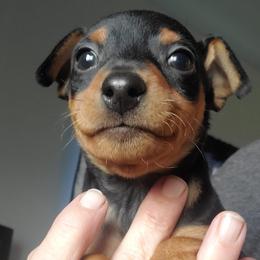 Miniature Pinschers from Rock of Ages Kennel