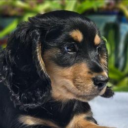 Holly - Black and cream female Dachshund puppy in Ben Wheeler, Texas from Anytime Dachshunds by D.B.