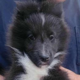 Flower - Black and white female Shetland Sheepdog puppy in Weedsport, New York from M&M Shelties and Smooch-A-Bulls English Bulldogs