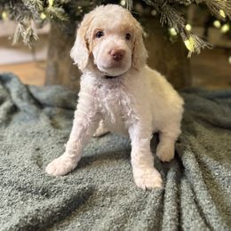 Grey - Parti male Poodle puppy in Vidor, Texas from East Bunch Poodles