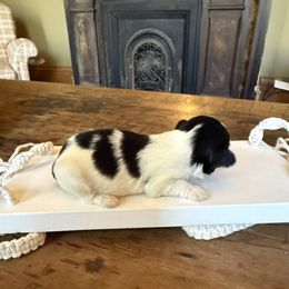 Prince S- F - Black and white male Shih Tzu puppy in Xenia, Ohio from Crown & Tress Shih Tzu