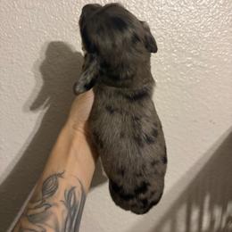 Bluie - Dapple male Dachshund puppy in Conroe, Texas from R&M Dachshunds