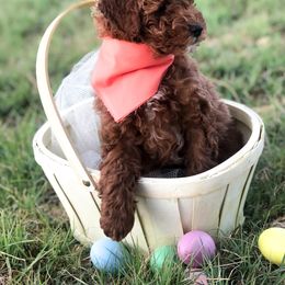 Goldendoodle Puppies from Hello Goldendoodle