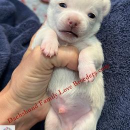 Polar Bear - White male Chihuahua puppy in Chino Valley, Arizona from Dachshund Family Love Breeders