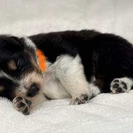 Border Collie Puppies from Hill Valey Border Collies