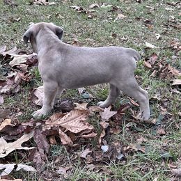 MAG - Cane Corso puppy in Alabama from Cane Sportivo