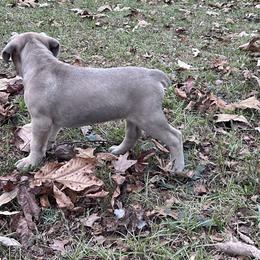 MAG - Cane Corso puppy in Alabama from Cane Sportivo