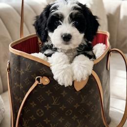 Girl 2 - Black and white female Bernedoodle puppy in Schertz, Texas from Kat's Teddydoodles