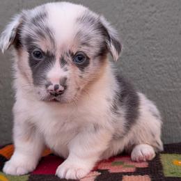 Jenny - Blue merle and white female American Corgi puppy in Shawnee, Oklahoma from Sunray Ranch