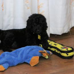 Poodle Puppies from RK'S Pets