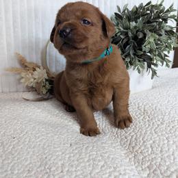 Izzy - Yellow female Labrador Retriever puppy in Angola, Indiana from Reniers Labrador Retrievers